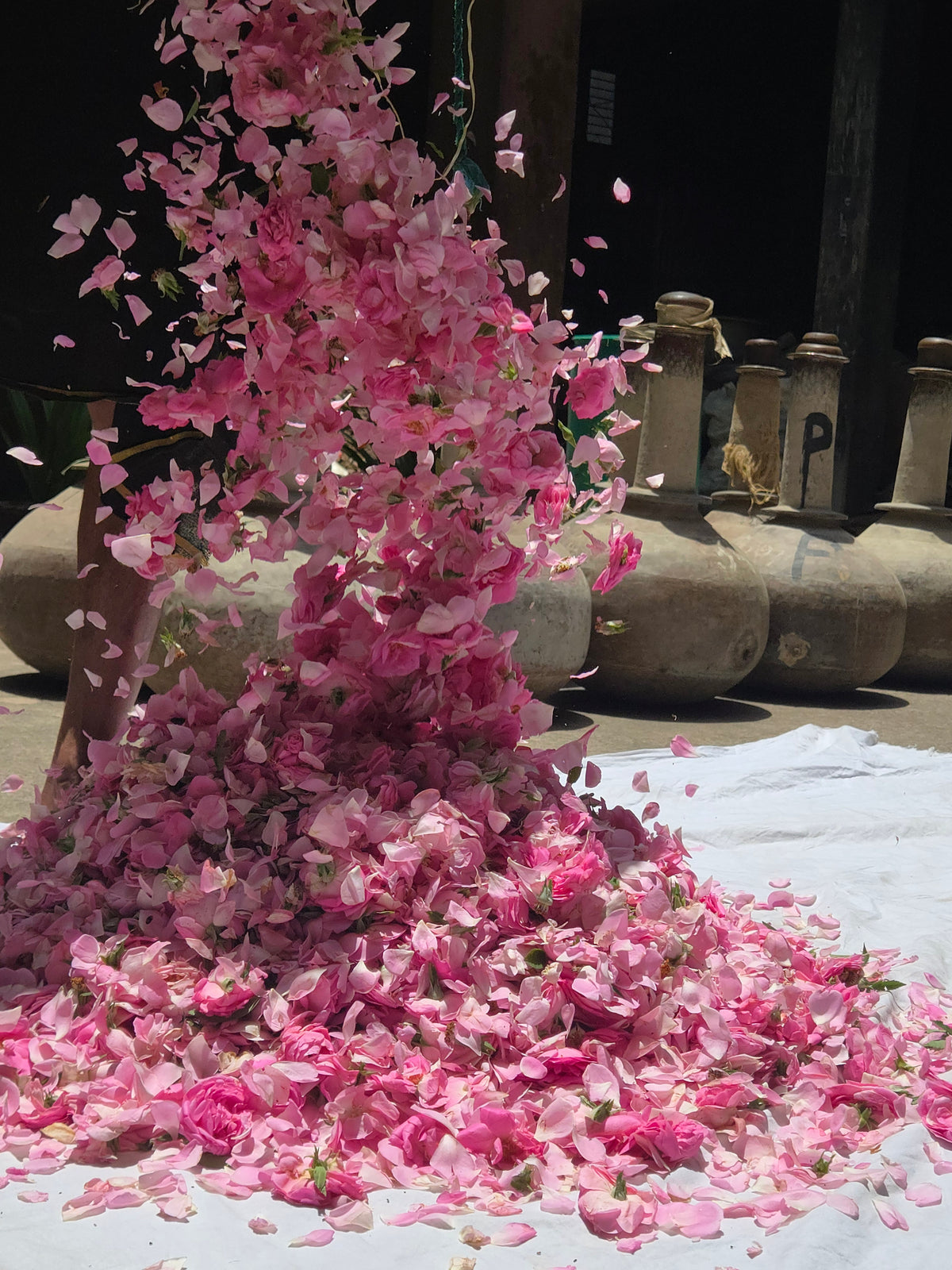 Hand-picked Damask rose petals in Kannauj fields