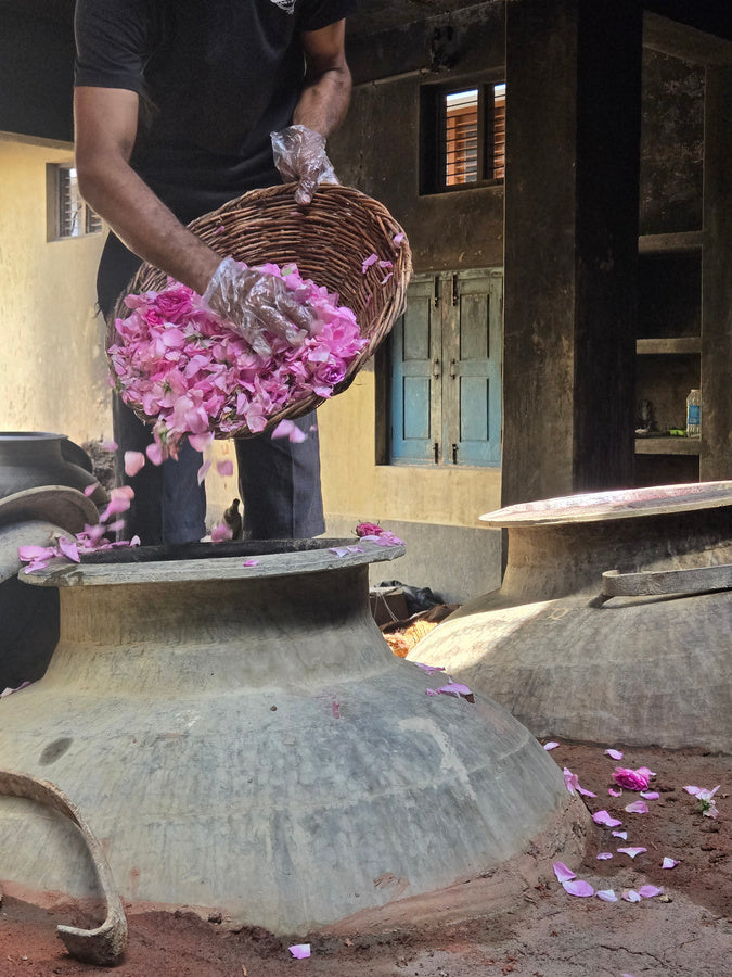 Damask roses harvested at sunrise in Kannauj